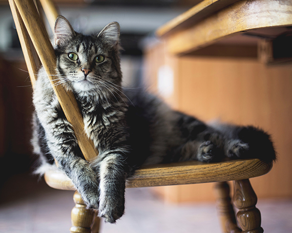 estrés felino gato