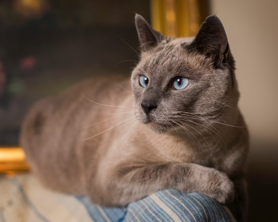 gato siamés descansa