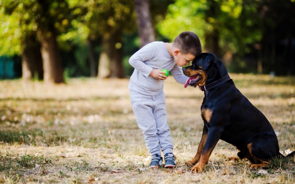 Rottweiler  y niño