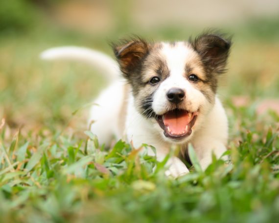 cachorro muerde en la hierba