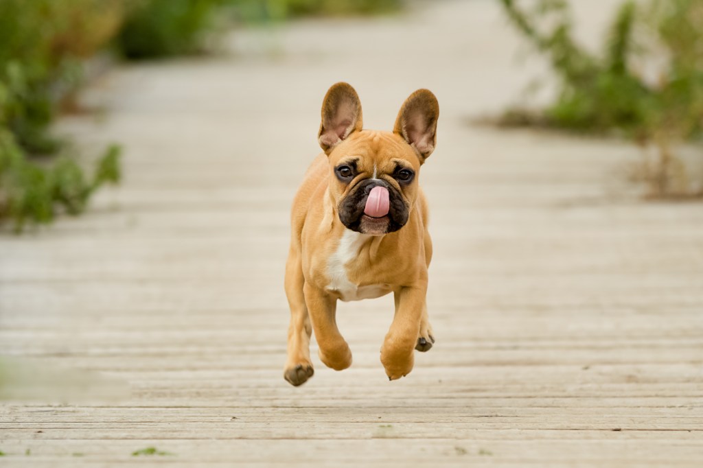 RAZAS DE PERROS: EL BULLDOG FRANCÉS