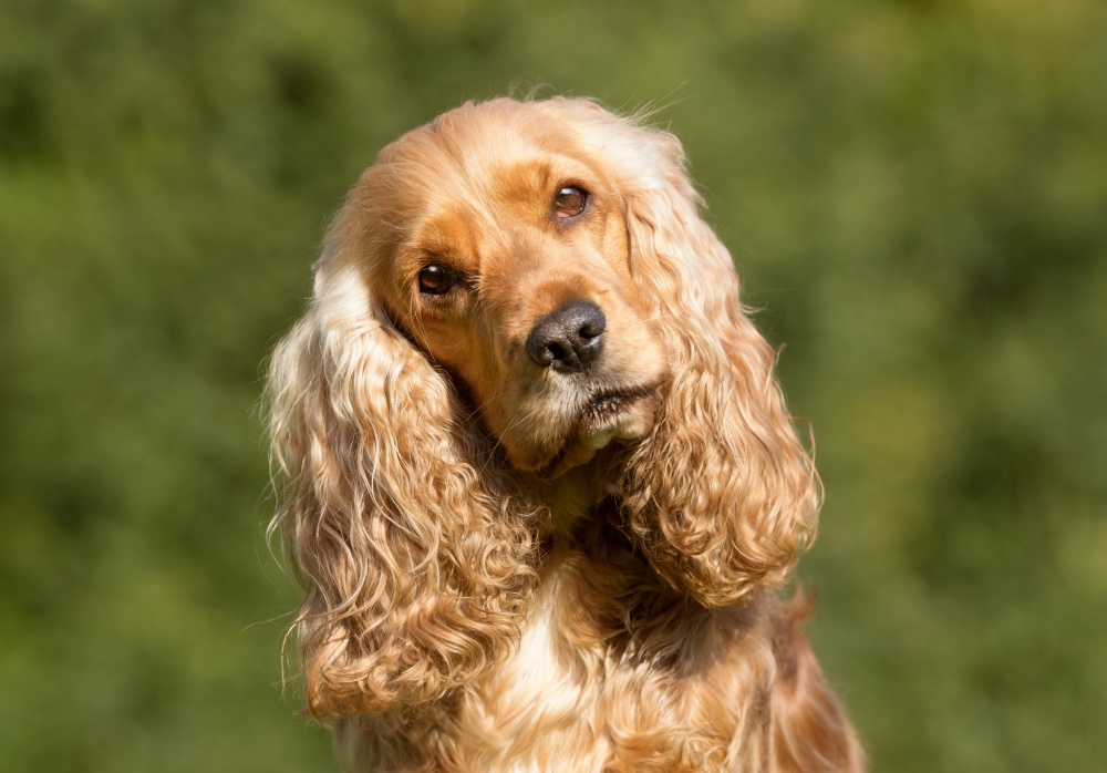 otitis en perro rojo