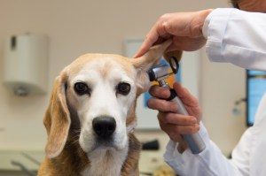 veterinario perro