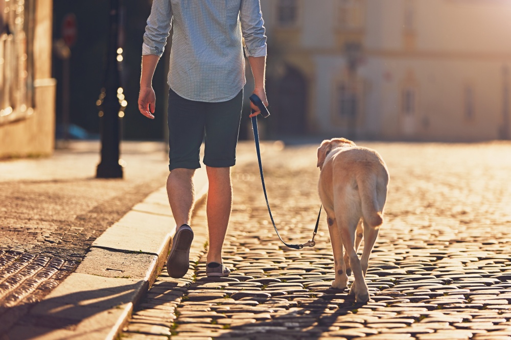 paseador de perro