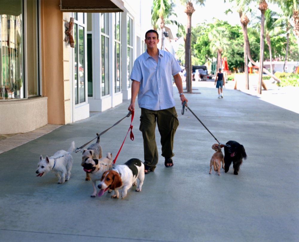 necesitas entrenamiento para ser un paseador de perros