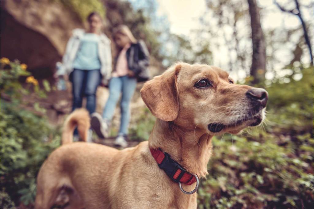 perros de paseo en el bosque