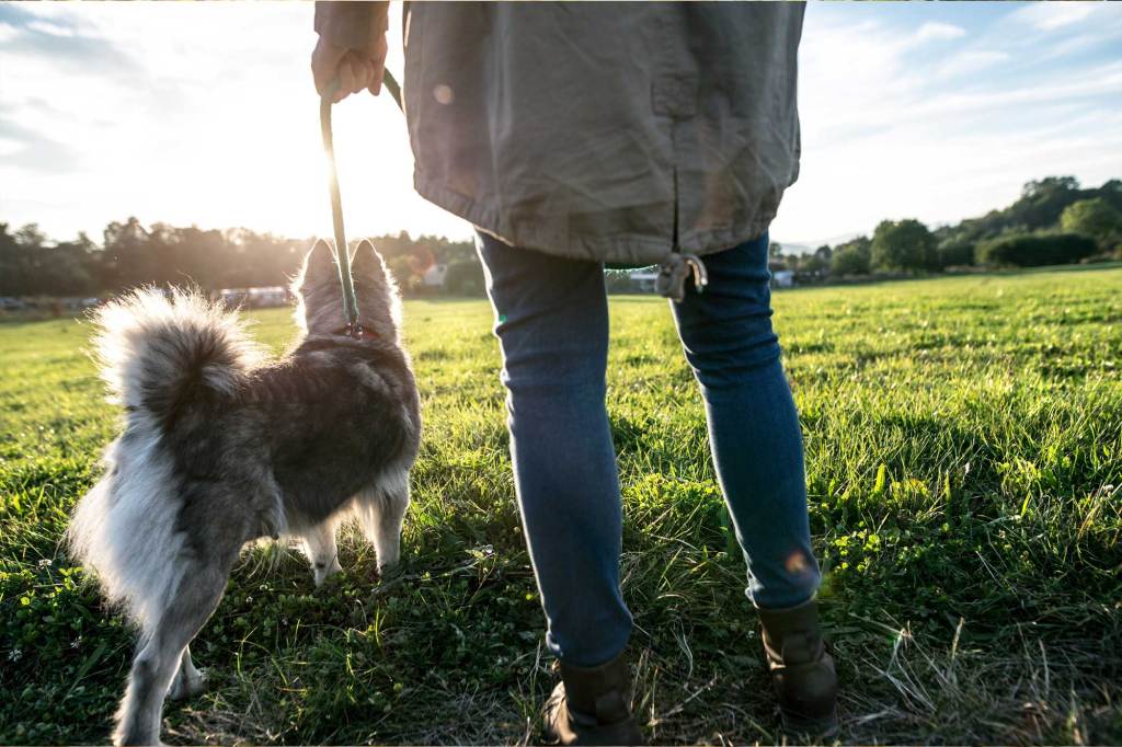 perros de paseo en la hierba