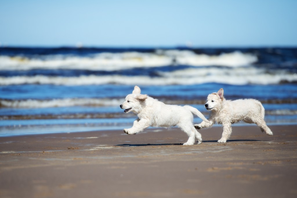 kit para playa perro