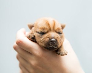 cachorro recién nacido