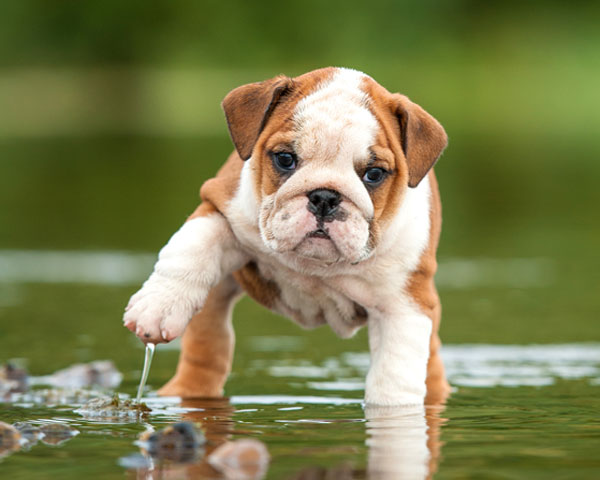 adopción cachorro en el lago