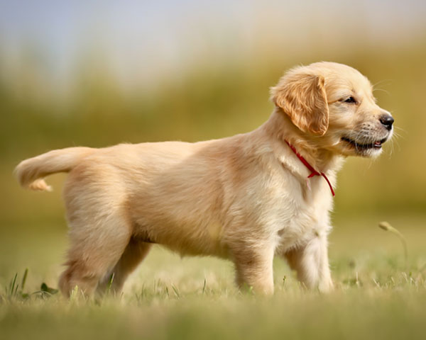 adopción cachorro labrador