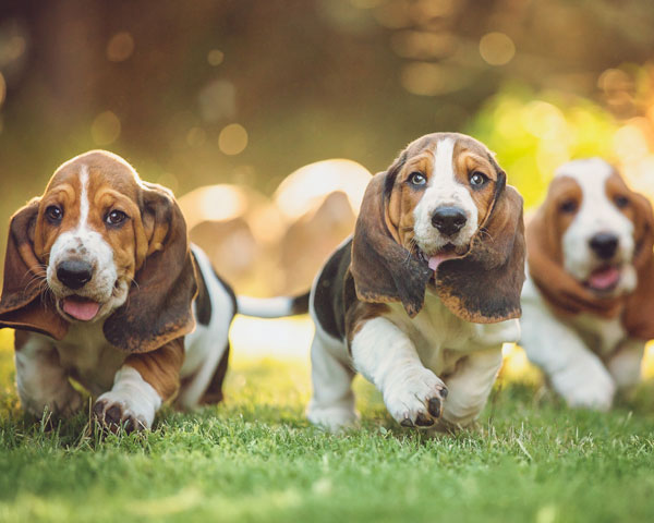 perros socialización