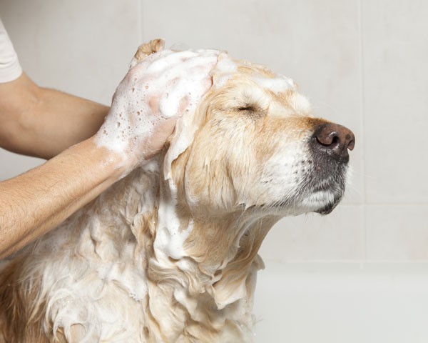 baño perro