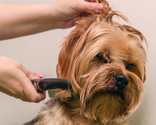 cuidar pelo perro pequeño