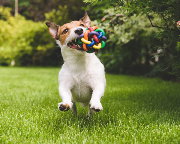jugar perro y bola de colores