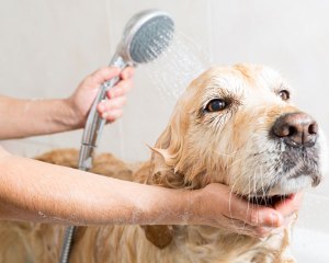 baño para perros