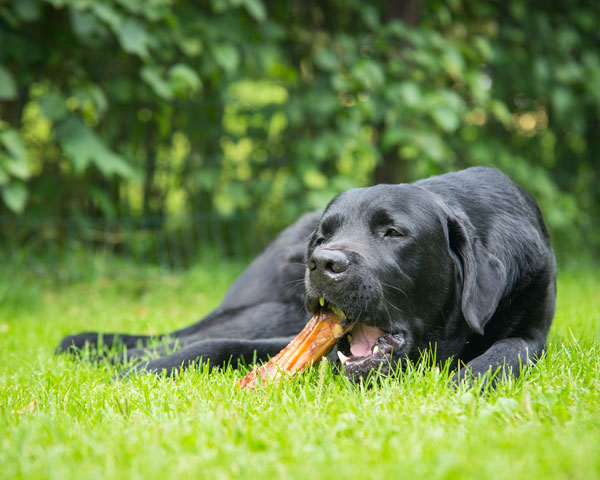 perro comida