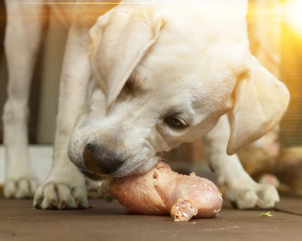 que pasa si un perro se come un hueso entero