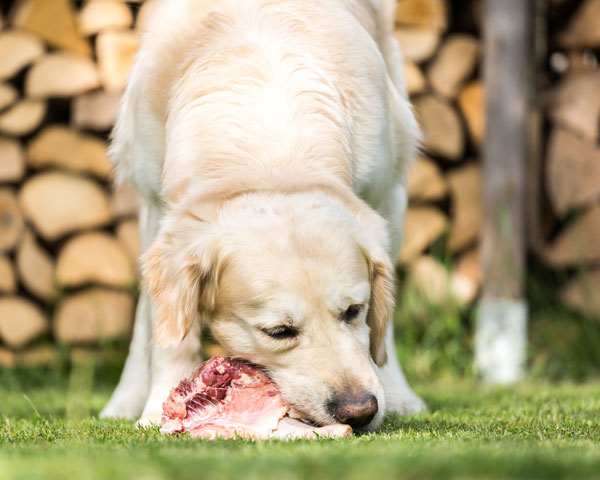 carne en proteinas para perro