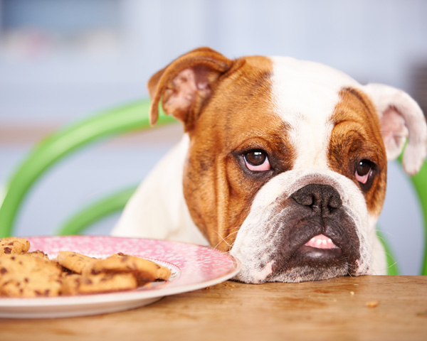 mascota no quiere comer