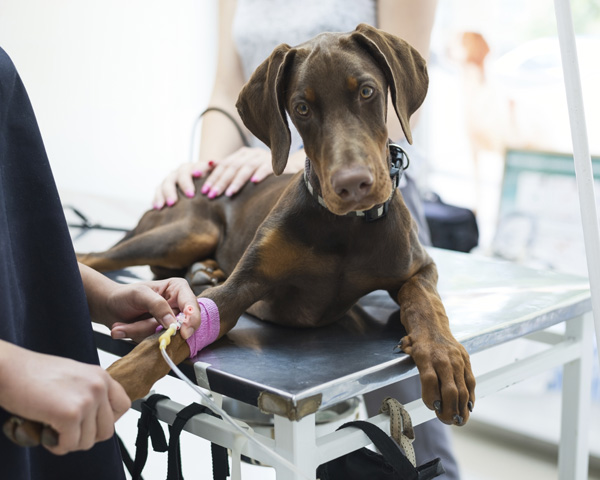 perro en camillla veterinario