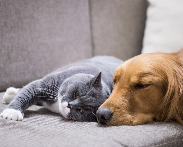 perro y gato enfermos