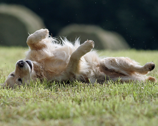perro se rasca en la hierba