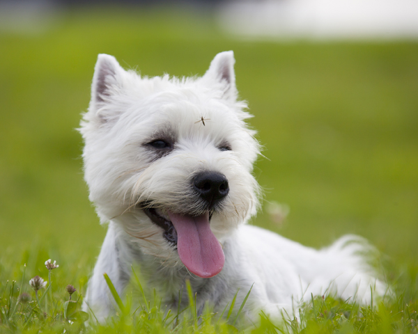 viajar con perro blanco