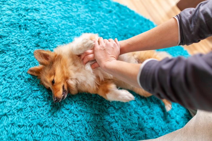 reanimación de perro