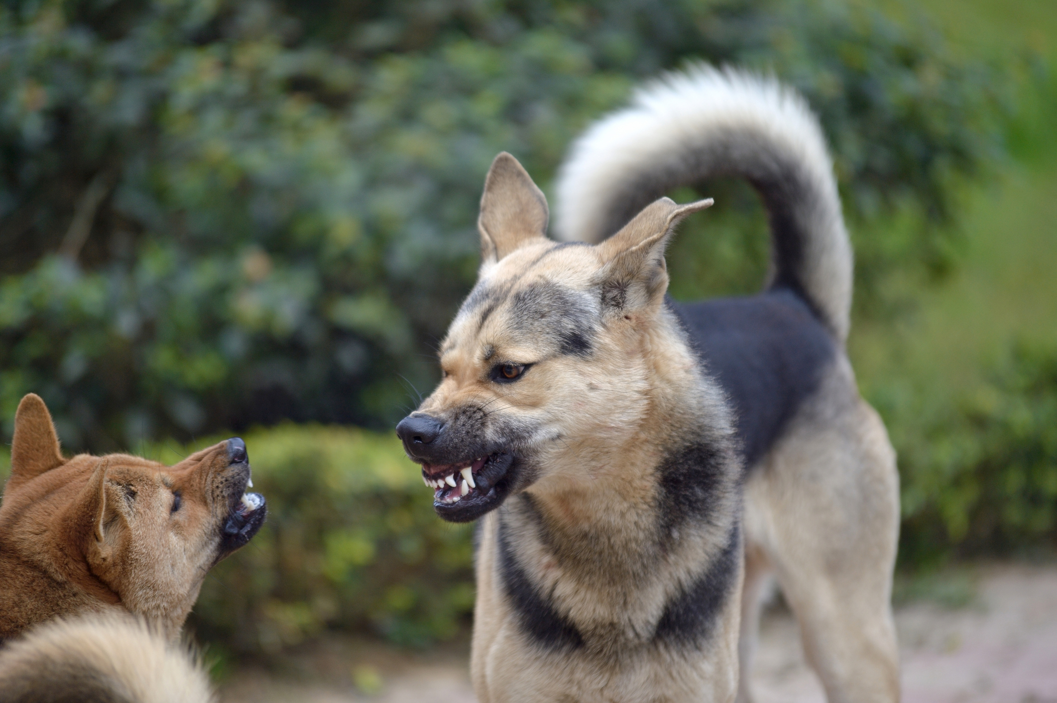 rabia perros