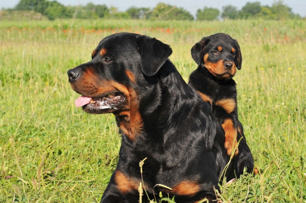 dos Rottweilers