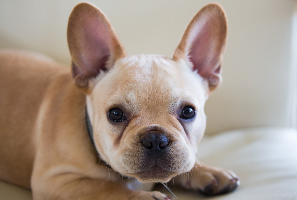 Bulldog Francés Blue: Todo Sobre Esta Raza