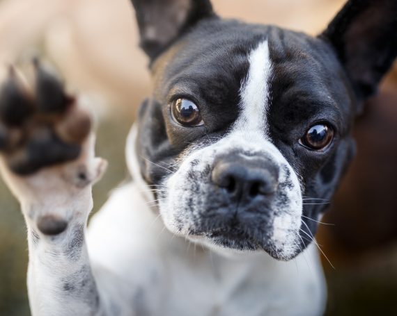 RAZAS DE PERROS: EL BULLDOG FRANCÉS