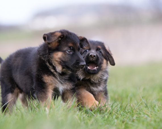 2 bebés de Pastor Alemán