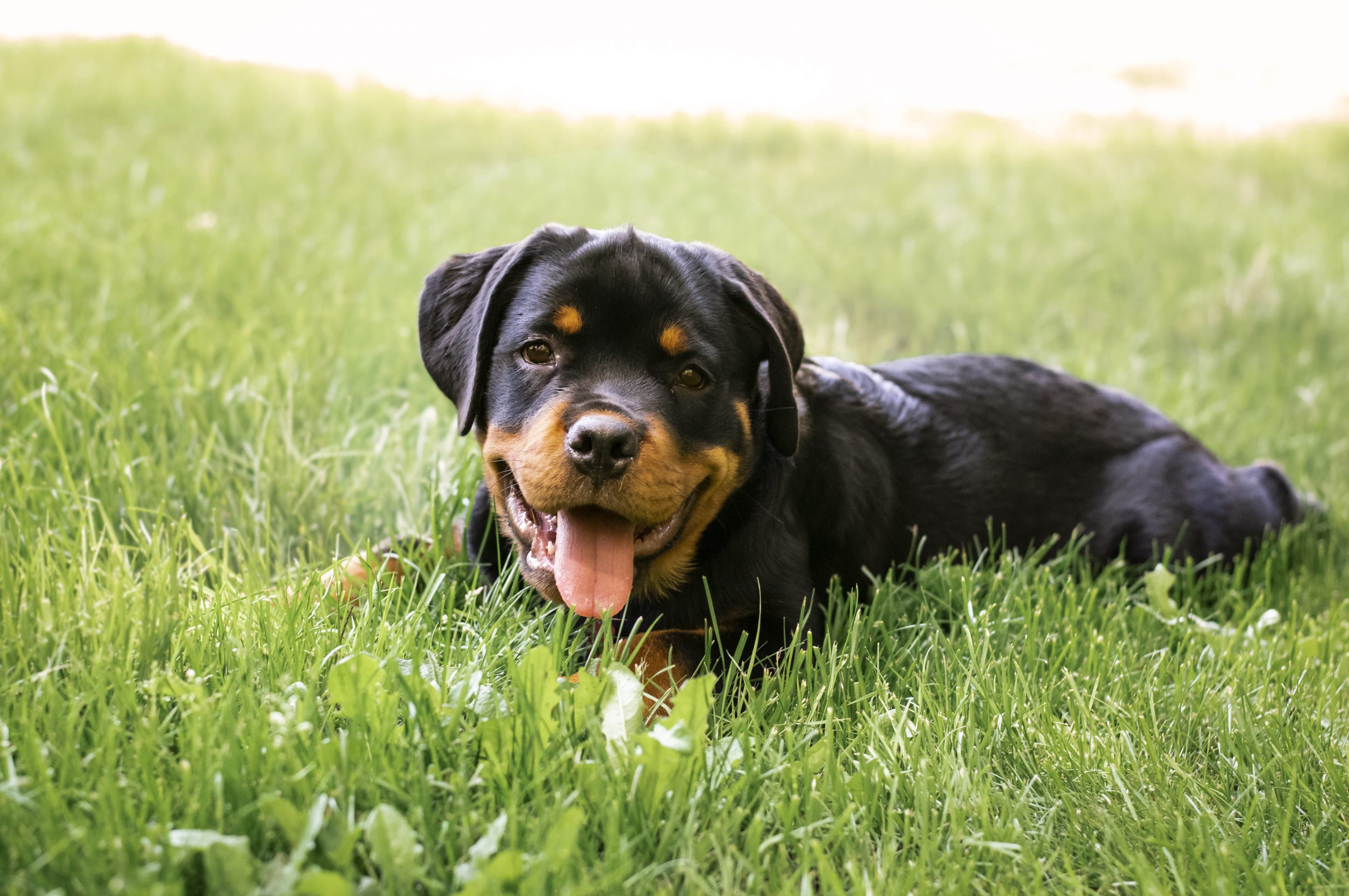 son rottweilers tranquilos