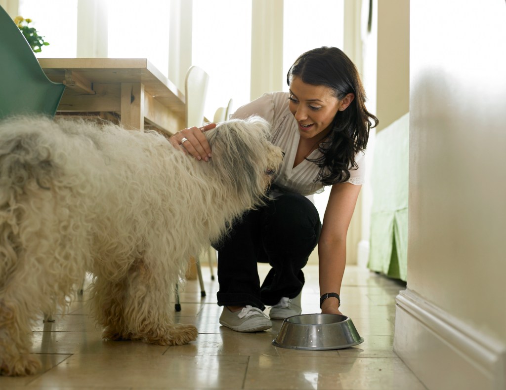 alimentos perro