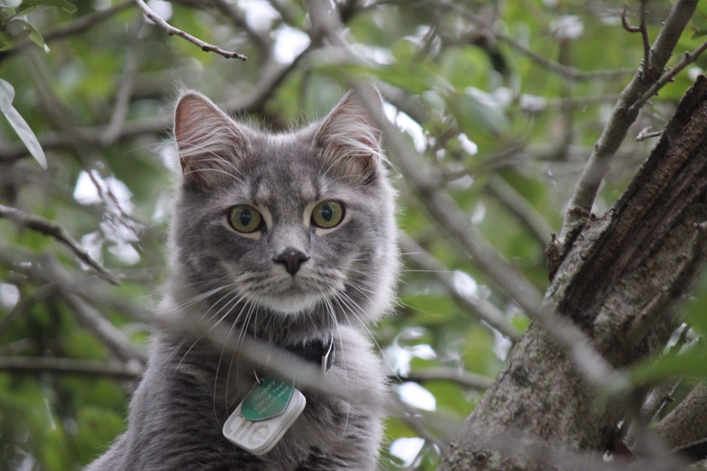 OBESIDAD GATOS