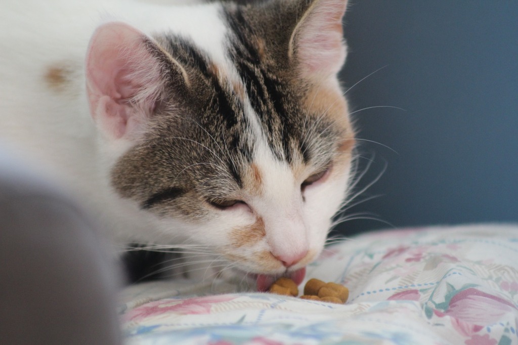 alimentación en la gestación de gatos