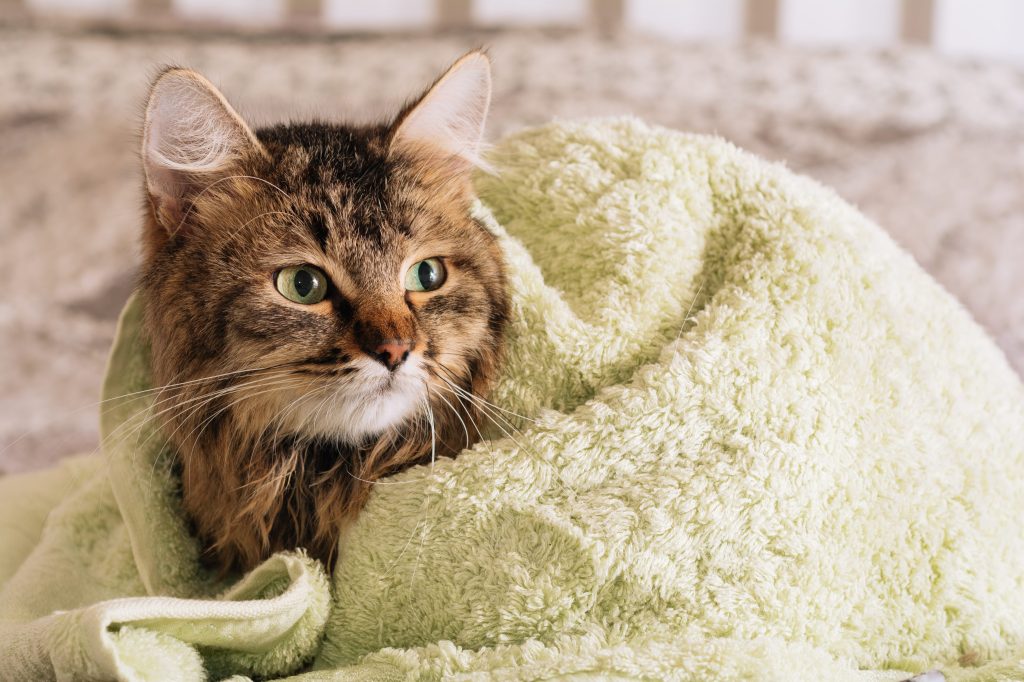 baño del gato