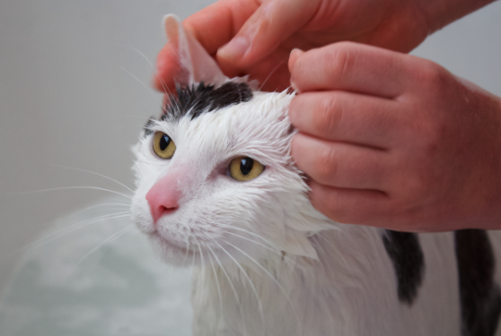 La zona de bañeras, la más esencial - Mascotas
