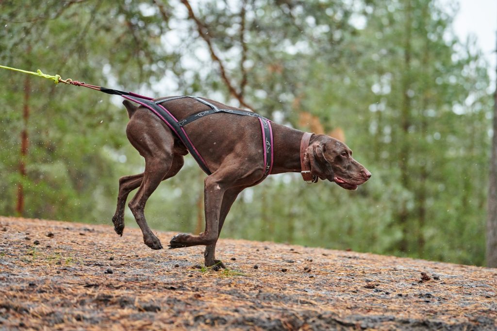 canicross perros