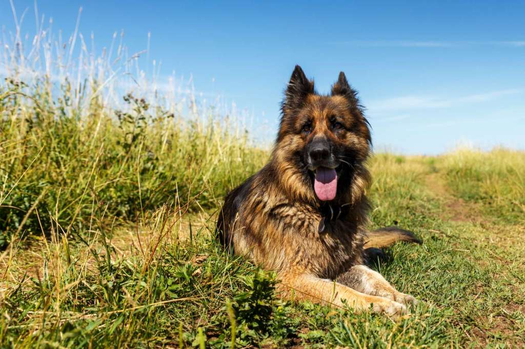 perros guardianes