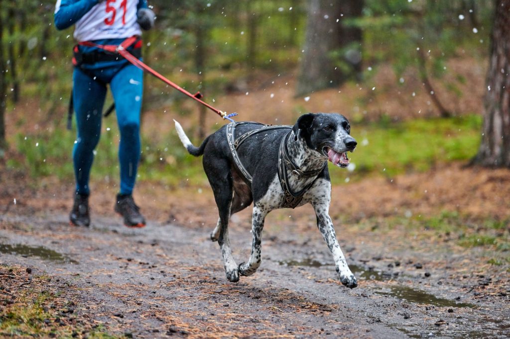 canicross perros