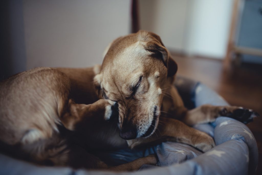 problemas de la piel perros