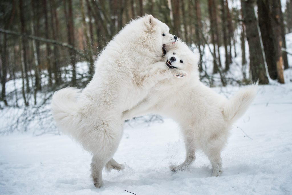 pelea de perros