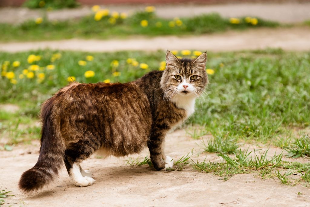 ALIMENTACIÓN DE UNA GATA PREÑADA