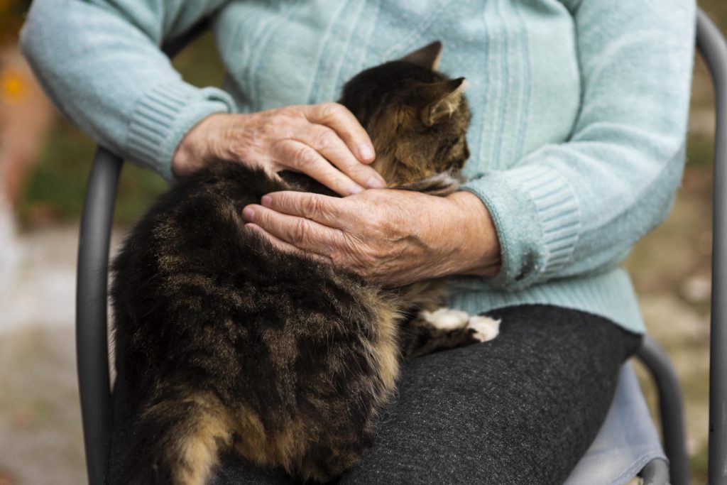 Los sentidos de los gatos, Salud del gato y cuidados