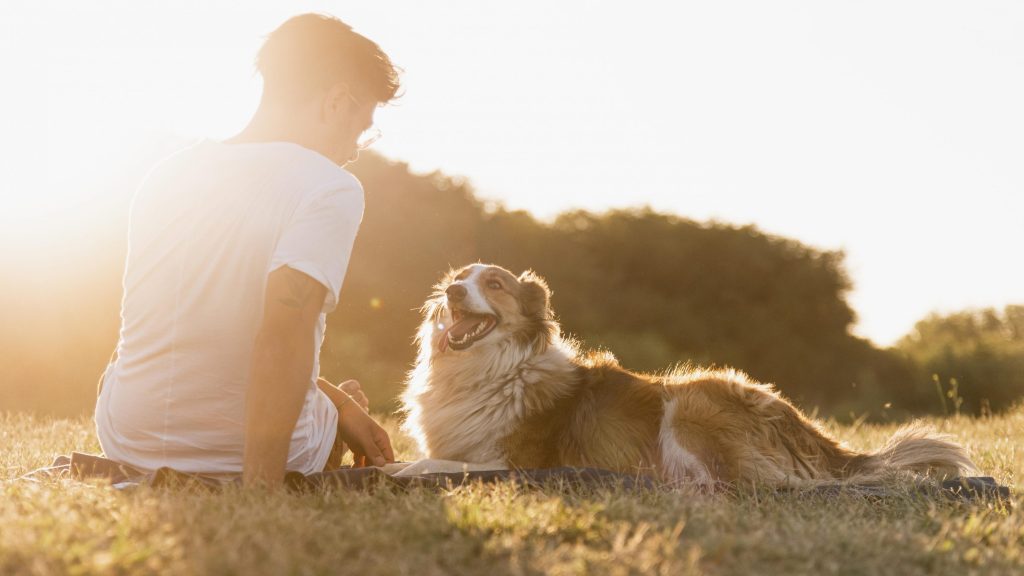 Leishmaniasis canina