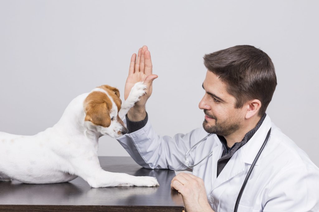 perro pequeño en el veterinario