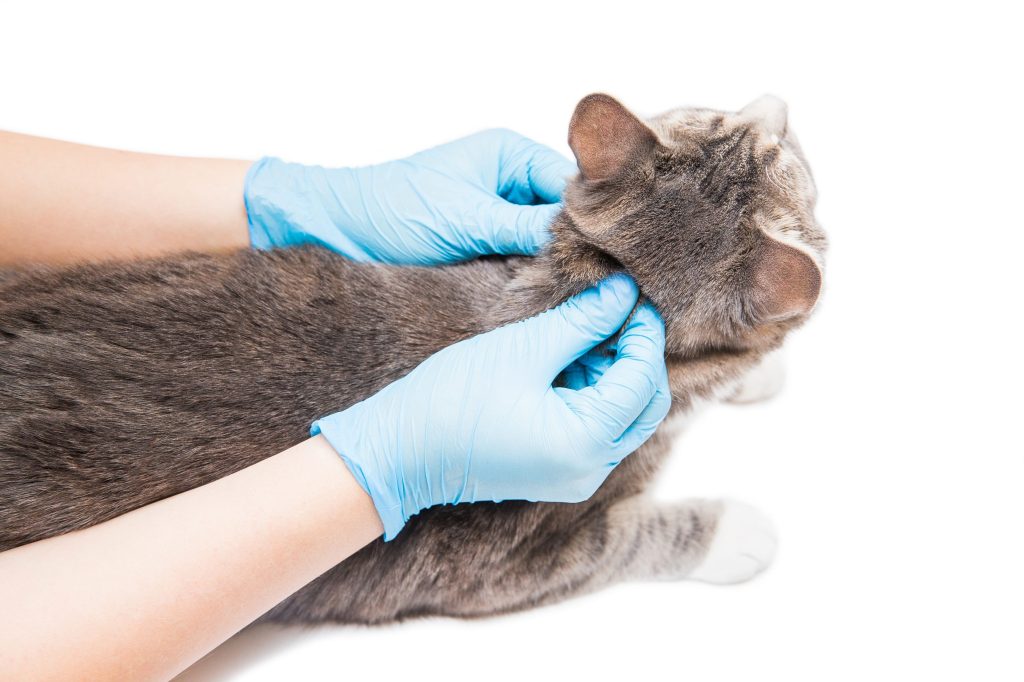 cachorro pequeño gatos visita veterinario